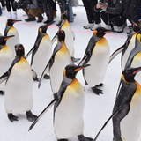 【旭山動物園】12月23日から開始！早速ペンギンの散歩を見に行ってきた！