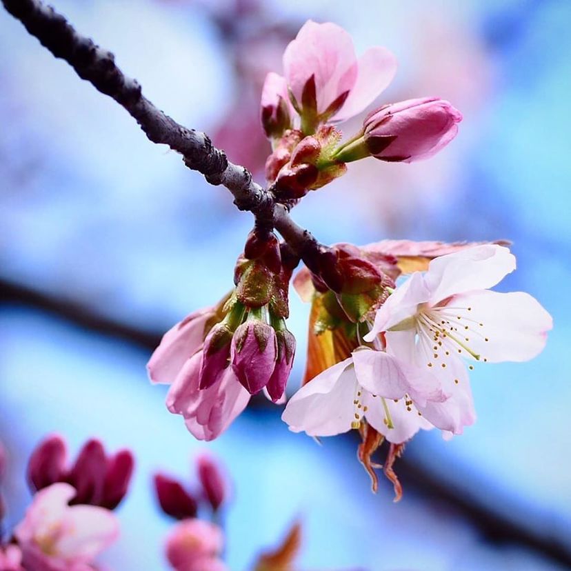 桜が咲いたら見に行こう♡旭川で桜のきれいな公園３つ