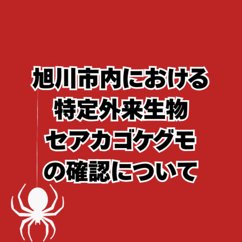 旭川市内における特定外来生物セアカゴケグモの確認について 