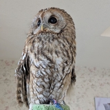 旭川唯一の「ふくろうcafe」は癒しの空間♪【旭川市】ワクワクの西神楽へ行ってみよう♪