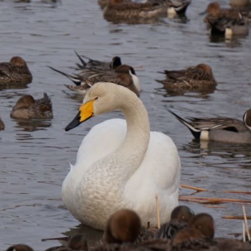 白鳥の湖ならぬ、野鳥の集まるスポット・永山新川
