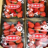 【旭川市・深川市】2026年の直売所めぐり！いちご直売に激安野菜、道の駅も