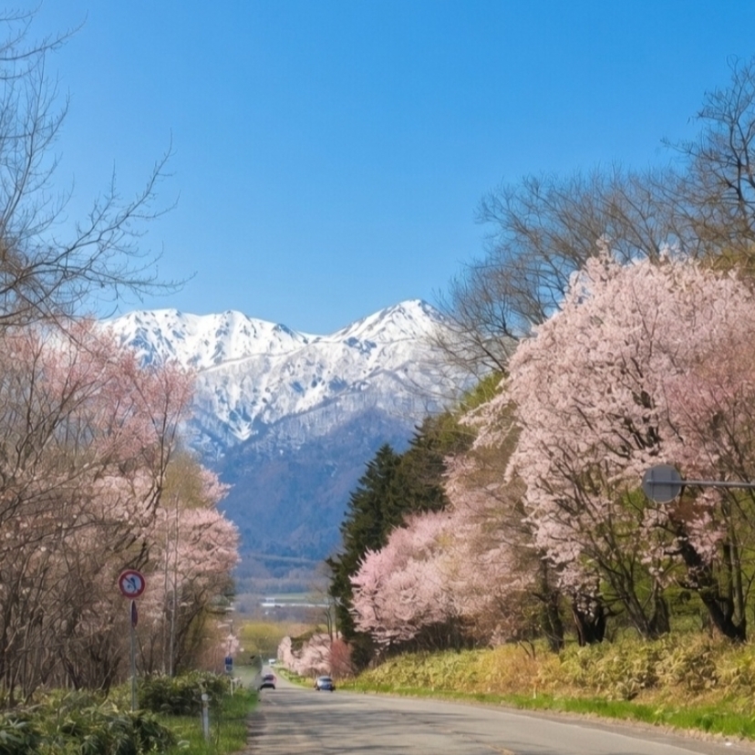 富良野の絶景お花見スポットに行ってみよう！【旭川発】美しい景色と桜とオムカレーの旅