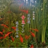 【7月19日(日)】参加無料！北海道金魚すくい選手権大会開催