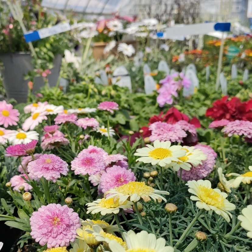 家庭でお花を楽しむ方にピッタリ【旭川市】花の苗や園芸土など取り扱いのあるお店３選