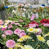 家庭でお花を楽しむ方にピッタリ【旭川市】花の苗や園芸土など取り扱いのあるお店３選