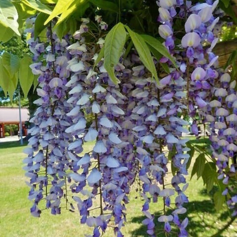 【５月下旬～６月上旬が見頃】鬼も逃げ出す!?藤の花めぐり3選♪