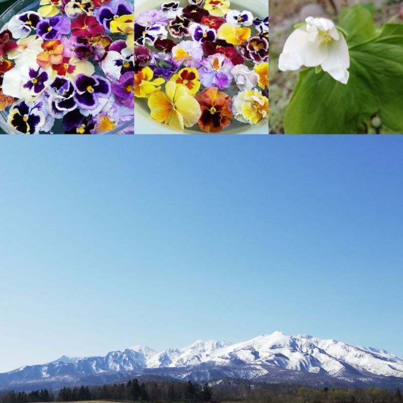 【花好き推奨】今春、足を運ぶべき花屋&ガーデン６選