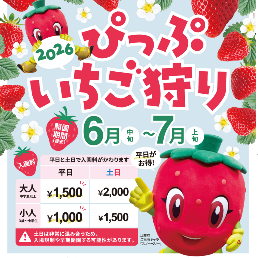 北海道でしか食べられない品種も！ぴっぷいちご狩り2026開催！
