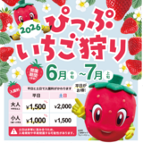 北海道でしか食べられない品種も！ぴっぷいちご狩り2026開催！