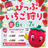 北海道でしか食べられない品種も！ぴっぷいちご狩り2026開催！