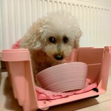 愛玩動物飼養管理士が選ぶ愛犬グルメ