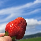 比布のいちごトコトン堪能！！いちご狩りの場所などオススメの場所３選