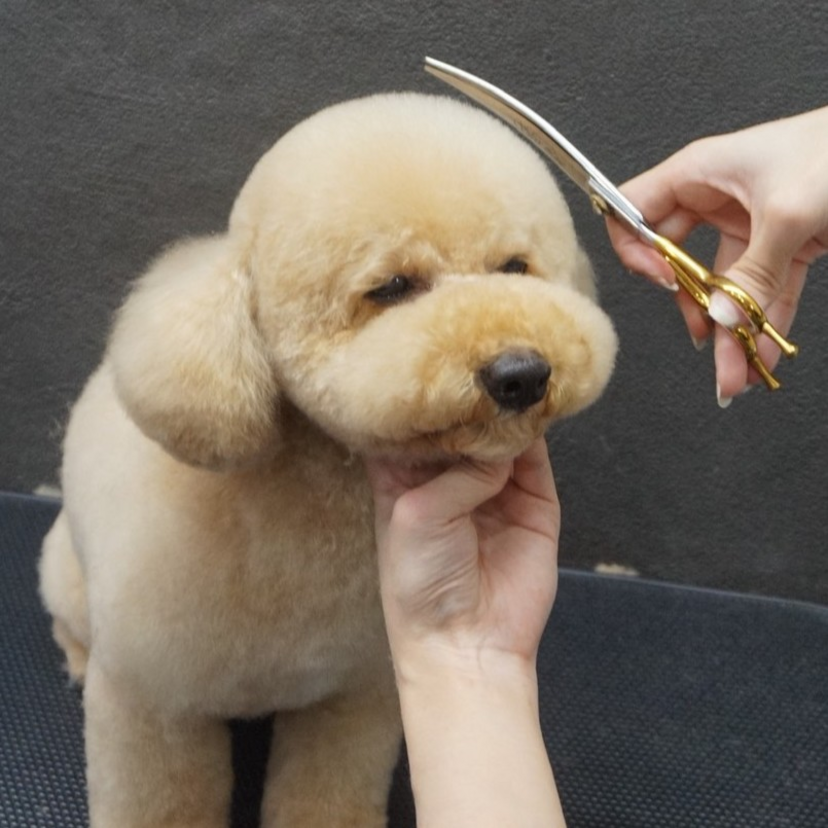 質の高いサービスが充実！愛犬のトリミングは「Mon Chou Chou」にお任せ！【旭川市】