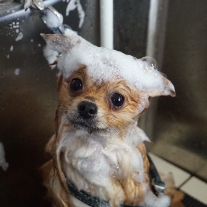 質の高いサービスが充実！愛犬のトリミングは「Mon Chou Chou」にお任せ！【旭川市】