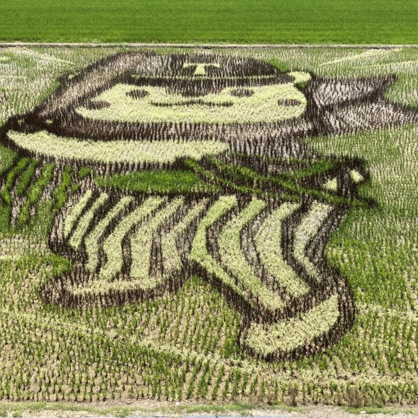 【旭川観光】旭川北IC近く！旭川東鷹栖「田んぼアート2026」と周辺の立ち寄りスポット