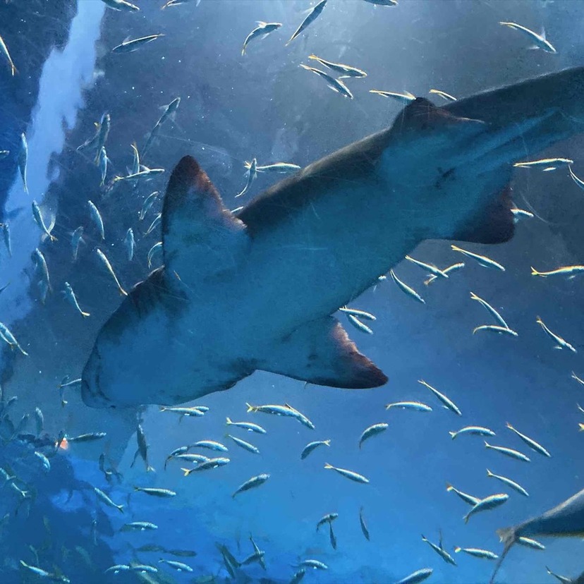 旭川からちょっと遠出♪登別マリンパークニクスと虎杖浜の直売所、温泉を楽しむ日帰り旅