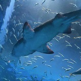 旭川からちょっと遠出♪登別マリンパークニクスと虎杖浜の直売所、温泉を楽しむ日帰り旅