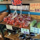 【美瑛町・東川町】2026年の直売所めぐり！新鮮野菜と旬のとうきびを求めて
