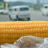 あの人気店の味を狙って朝突撃！行きと帰りに立ち寄ったお店も紹介