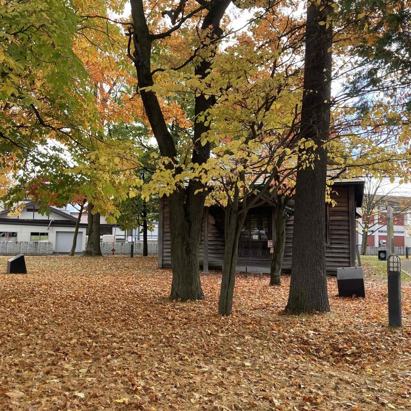 秋の旭川をお散歩♪ 紅葉がきれいなスポットを巡ってきました