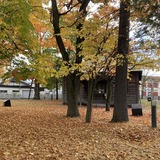秋の旭川をお散歩♪ 紅葉がきれいなスポットを巡ってきました