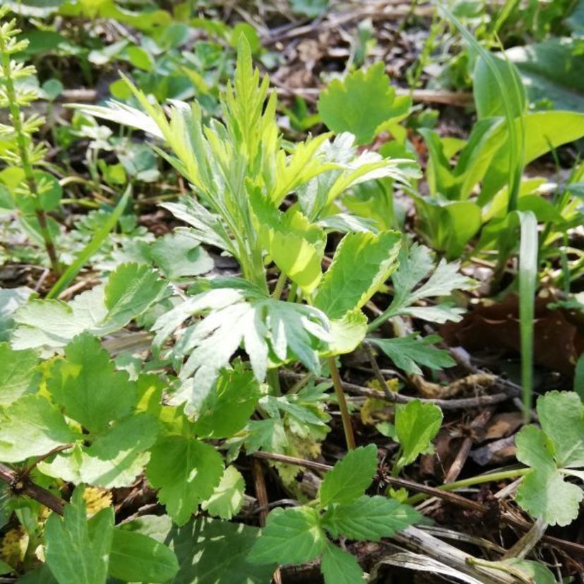 今が旬！ヨモギ餅を作ってみませんか？