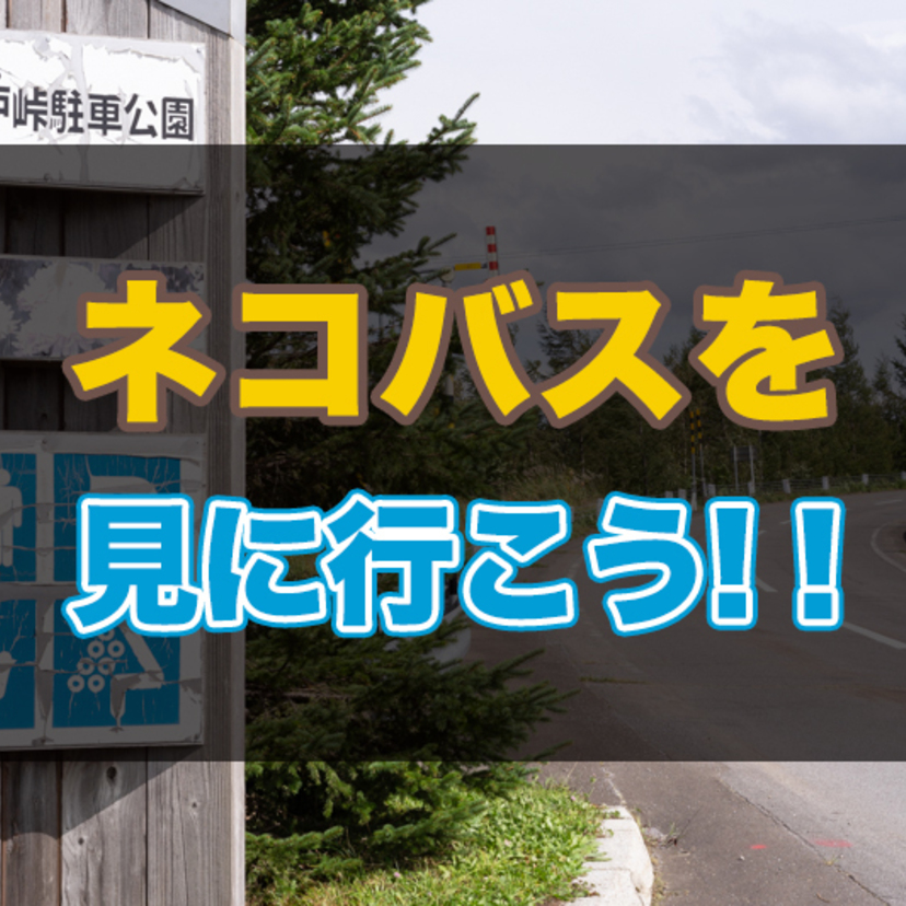 【旭川と札幌の途中にある】ネコバスに会えると噂のトトロ峠に行ってきました！