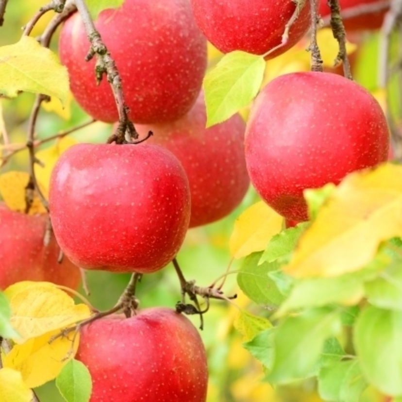 【旭川】山中果樹園｜これからがまさに旬のリンゴ3種類を食べ比べ