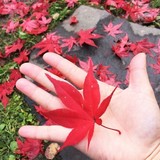 Now is the best time to see Asahikawa red autumn leaves!