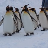 冬の旭山動物園を訪問！寒さの中で生活する動物たちの姿が興味深い