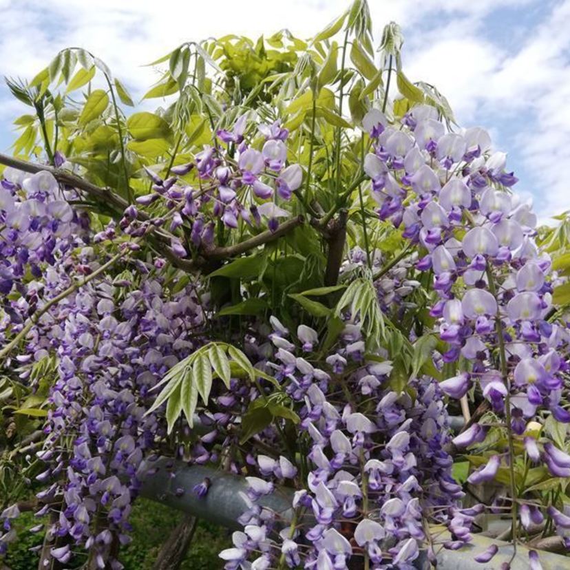 旭川市内の爽やかな藤の花をご紹介しますね。