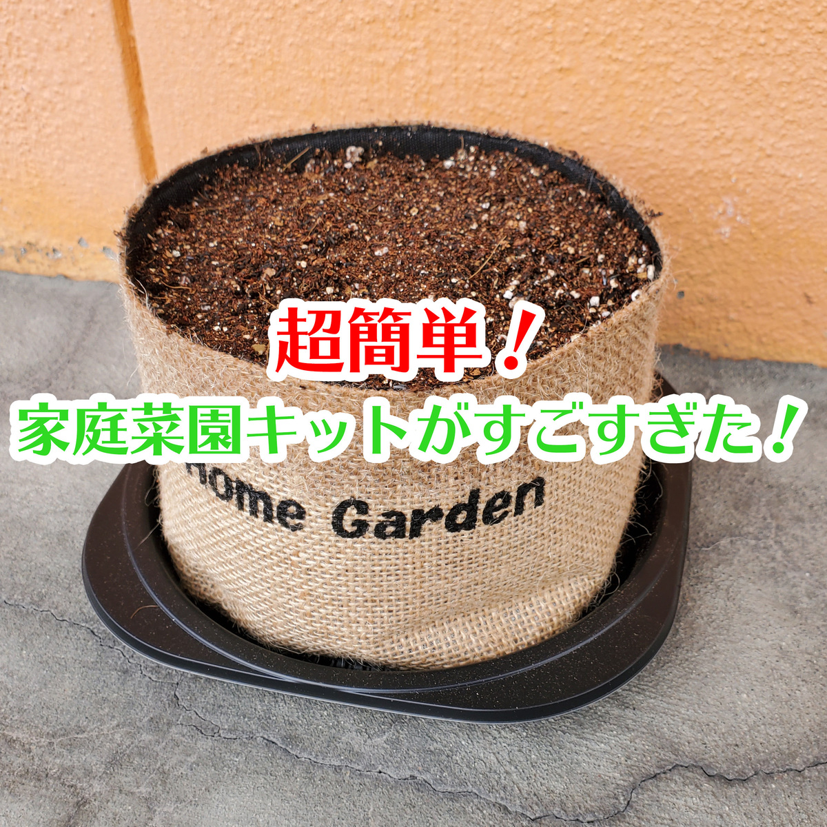 超簡単！家庭菜園キットがすごすぎて一人暮らしには最適！ | asatan