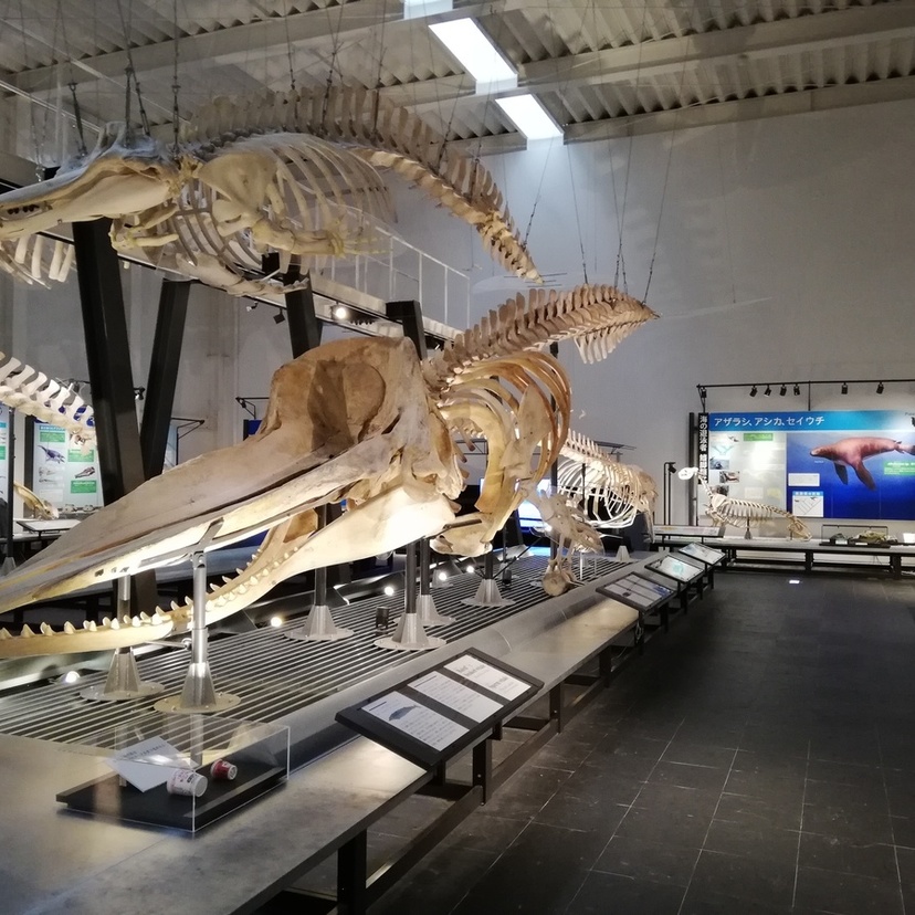 足寄にある化石博物館がスンゲーって知ってました？