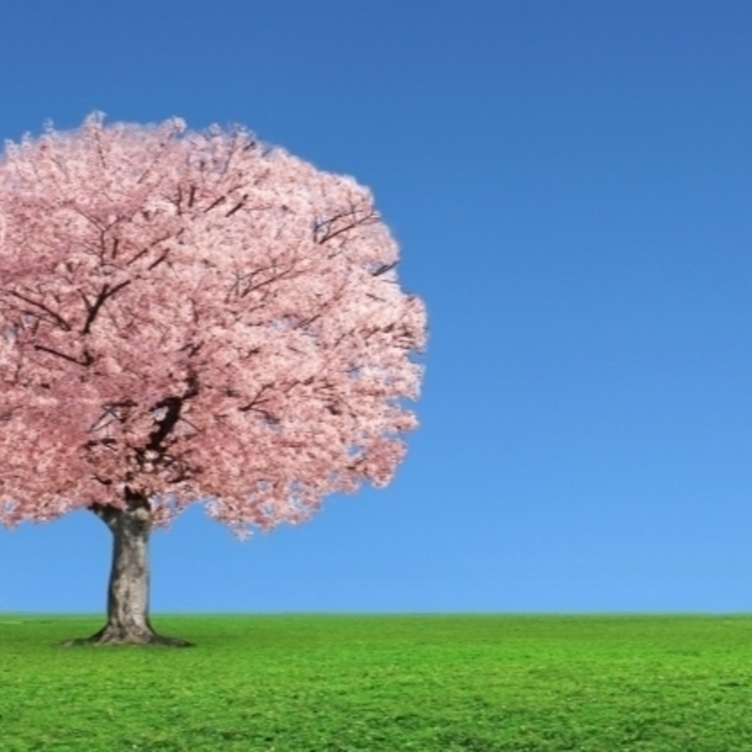 春といえば桜！桜のスイーツや、春を意識した商品を紹介します！