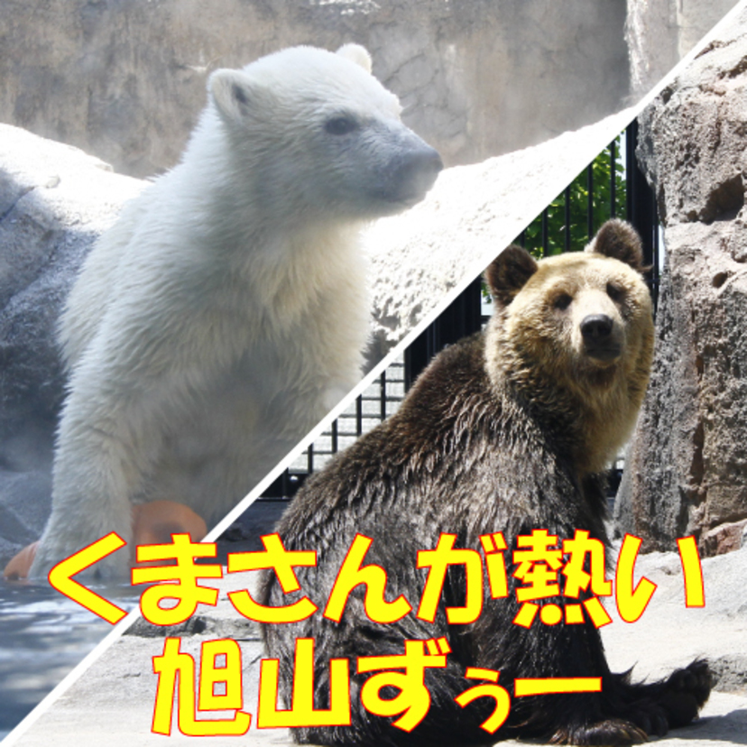 【クマさんが激熱!?】旭山動物園の今の見どころ3つ