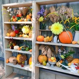 旭山動物園と上野ファームの秋の魅力を紹介！