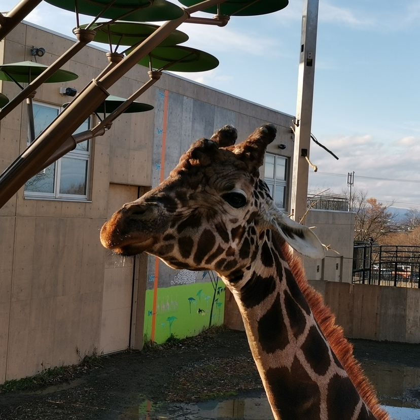 【旭川】旭山動物園の最近の見どころ！寒い時期だからこその面白さ発見！