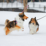 【２月25日】犬と子どもの雪中運動会『ともビバイベント』開催