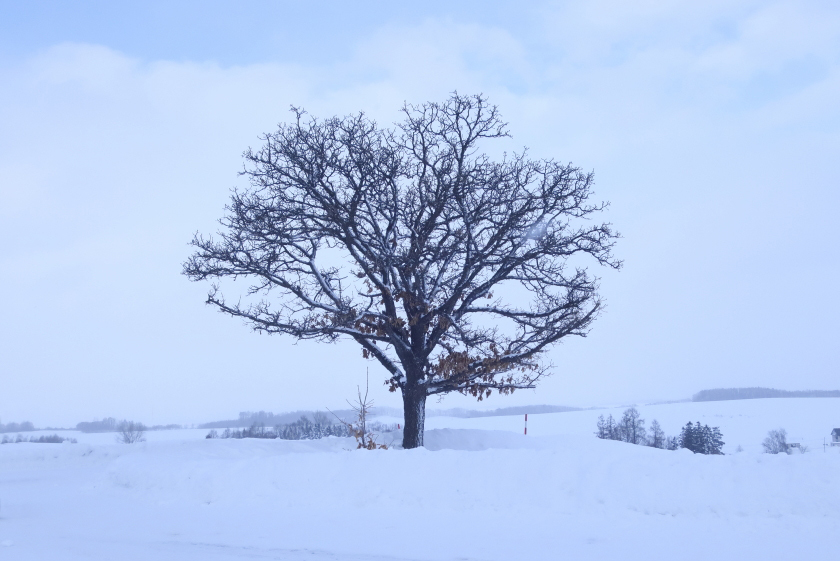 まだ撮れる】美瑛の「冬景色」撮影ガイド | asatan