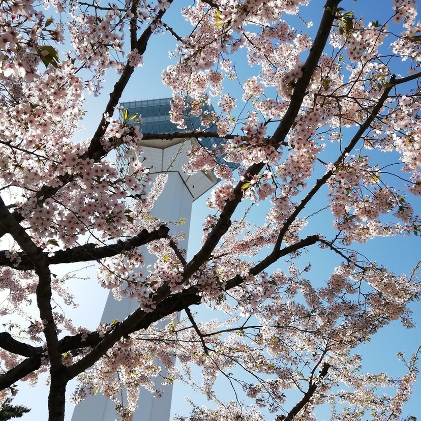 ゴールデンウィークはドコに行く？　一足早く桜を見るなら函館方面がオススメ！！