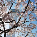 ゴールデンウィークはドコに行く？　一足早く桜を見るなら函館方面がオススメ！！