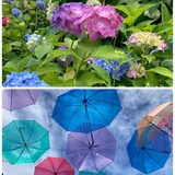 【旭川市】観光の方も‼映えスポット2つ「紫陽花のお庭」と「夏を彩るアンブレラスカイ」