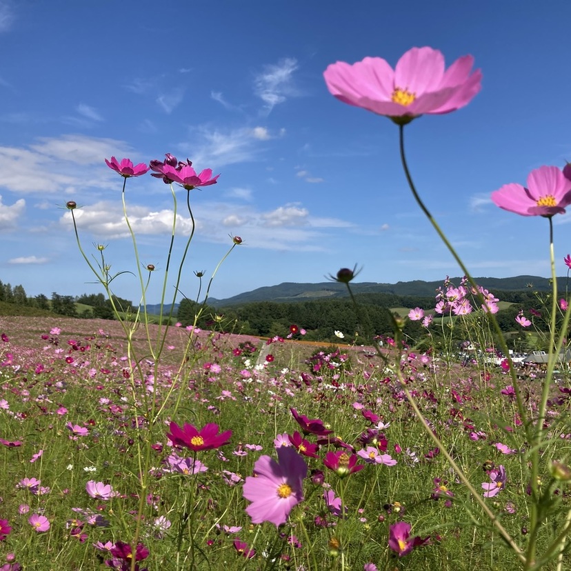 【遠軽町】ピンク色に染まる日本最大級のコスモス園「太陽の丘えんがる公園」