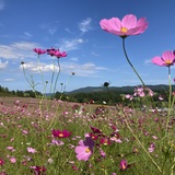 【遠軽町】ピンク色に染まる日本最大級のコスモス園「太陽の丘えんがる公園」