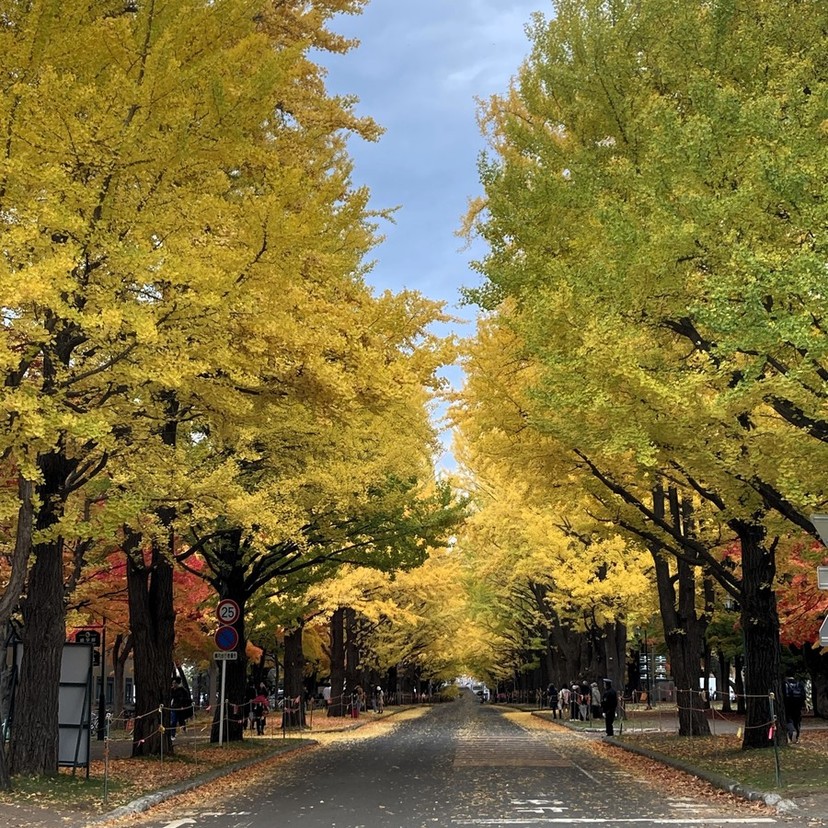 【札幌】紅葉散歩　北大イチョウ並木と周辺パワースポット