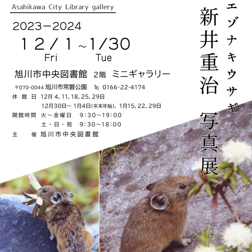 【12月1日～】旭川市中央図書館でエゾナキウサギの写真展開催中！