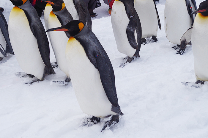 12月23日～】旭山動物園でペンギンの散歩が開始！大人気イベント | asatan