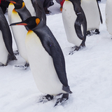 【12月23日～】旭山動物園でペンギンの散歩が開始！大人気イベント
