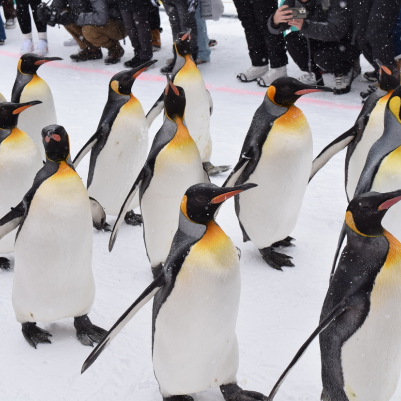 【旭山動物園】12月23日から開始！早速ペンギンの散歩を見に行ってきた！